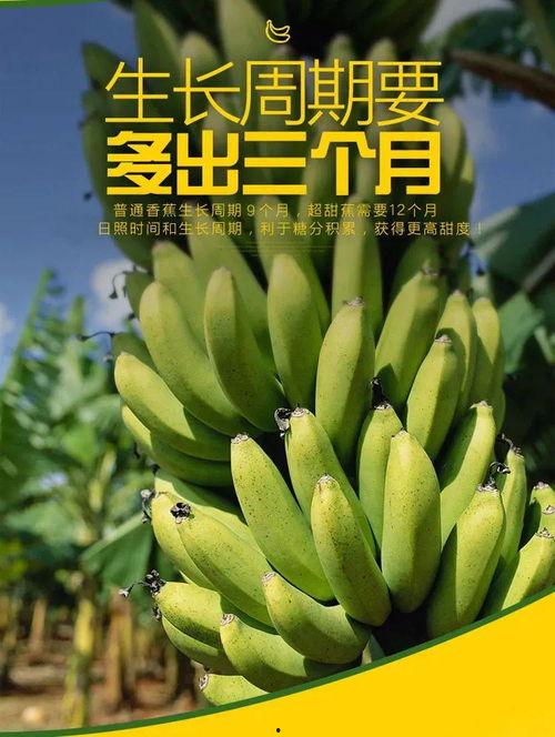 最新香蕉在线精品,品味健康与美味的完美融合