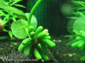 香蕉草在线视频,揭秘热带植物的魅力与价值